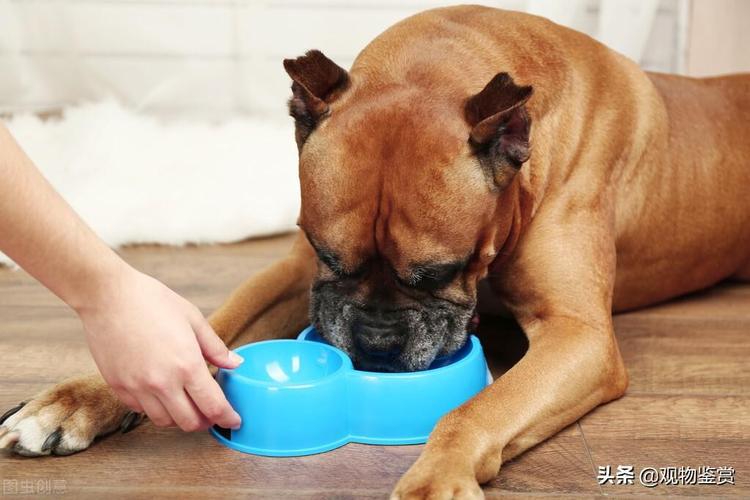 狗狗吃塑料,狗狗吃塑料袋了怎么办啊,狗狗吃了塑料怎样办？