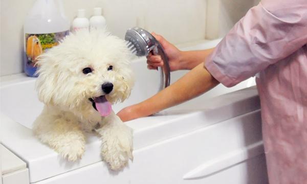 如何给狗狗按摩,如何给狗狗按摩蠕动肠胃,给幼犬洗澡的正确步骤？