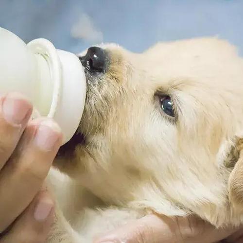 狗狗能喝牛奶,狗狗能喝牛奶吗纯牛奶,狗能不能喝牛奶？