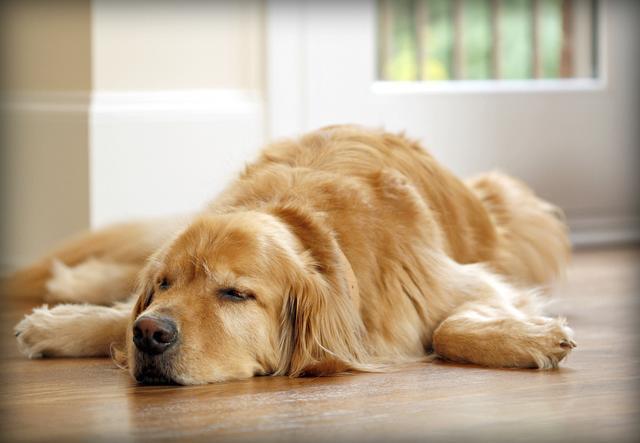 狗狗睡觉发抖,狗狗睡觉发抖是什么原因,为什么狗狗睡觉手会抖？