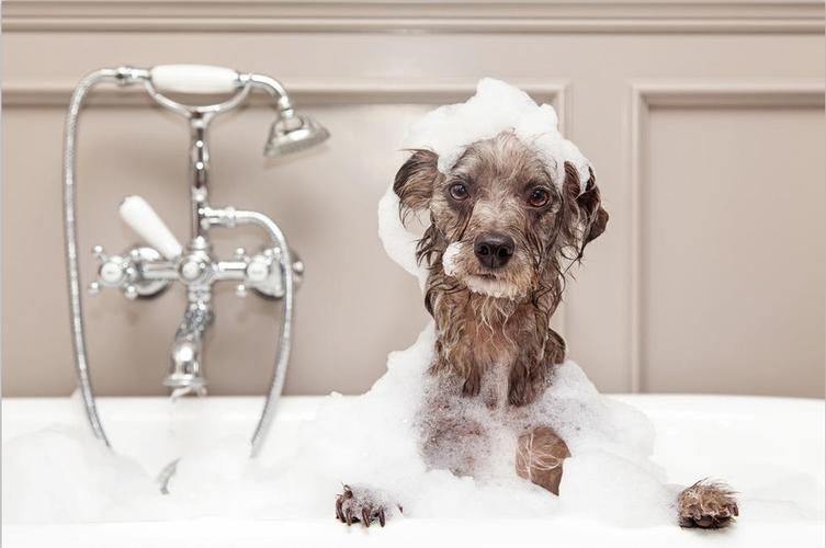 狗狗什么时候能洗澡,狗狗什么时候能洗澡出生,狗狗出生多久可以洗澡？