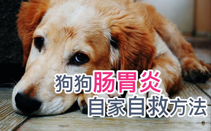 狗狗肠胃炎怎么治,狗狗肠胃炎怎么治疗,狗狗肠胃炎的治疗？