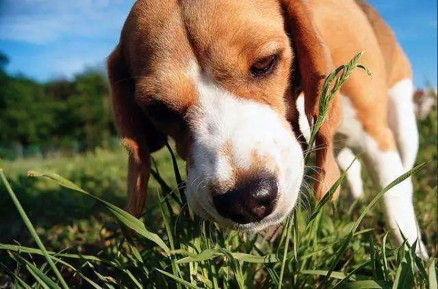 狗狗为什么会吃草,狗狗为什么会吃草的原因,狗狗为什么会吃草