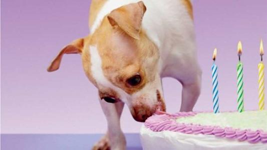 狗狗吃奶油,狗狗吃奶油会怎么样,狗狗能不能吃奶油？