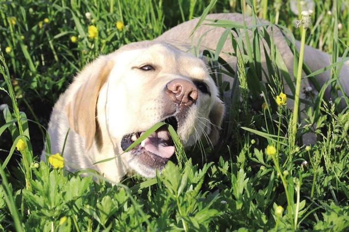 狗狗吃草是什么原因,狗狗吃草是什么原因,吃了又吐,我家的狗为什么老吃草？