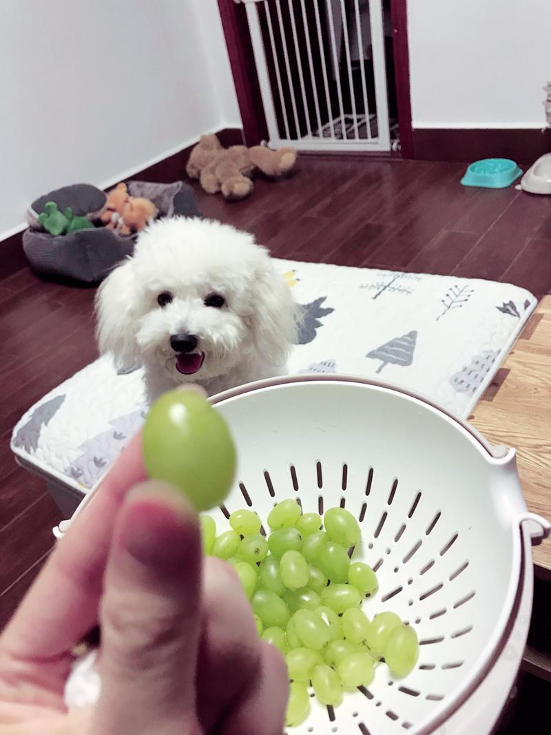 狗狗可以吃葡萄,狗狗可以吃葡萄不?,比熊为什么不能吃葡萄？