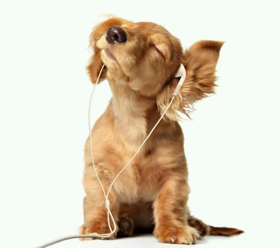 狗狗听的歌,狗狗听的歌曲,狗狗为什么爱听歌。还呜呜的鸣叫？
