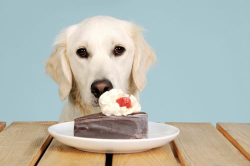 狗狗能吃蛋糕吗,狗狗能吃蛋糕吗,甜食对于狗狗的危害,狗狗能吃奶油和蛋糕吗？