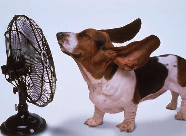 狗狗夏天太热怎么办,狗狗夏天太热怎么办呢,夏天狗狗太热怎么办？