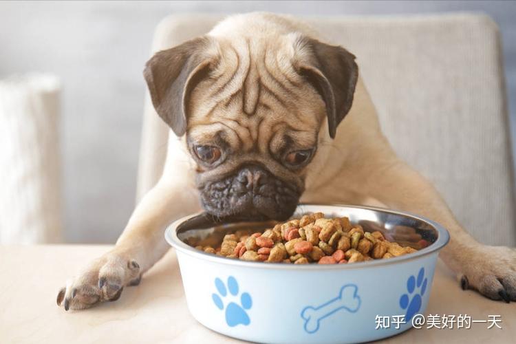狗狗不爱吃狗粮怎么办,狗狗挑食不吃狗粮怎么办,我家狗狗不吃狗粮怎么办我现在就是用米饭和狗？
