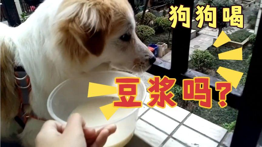 狗狗喝豆浆,狗狗喝豆浆可以吗,法斗能喝豆浆吗？