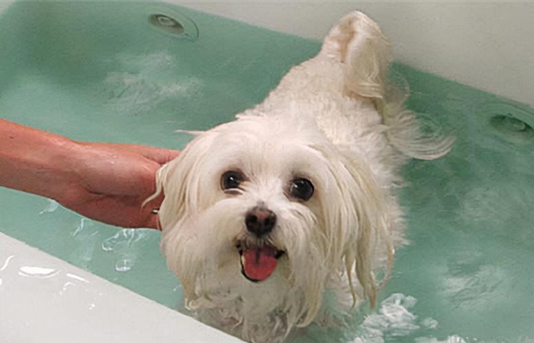 狗狗怕洗澡怎么办,狗洗澡的十大忌讳,想养狗却是有点怕狗怎么办？