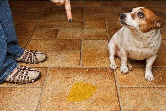 怎么帮助狗狗排便,怎么帮助狗狗排便出来,如何处理狗的粪便？