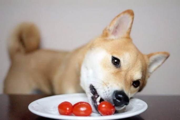 狗狗吃西红柿,狗狗吃西红柿好不好,狗能吃西红柿么？