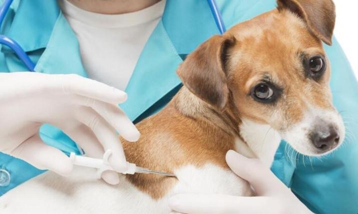 狗狗狂犬什么时候打,狗狗狂犬什么时候打最好,宠物狗多大需要打狂犬疫苗同上？