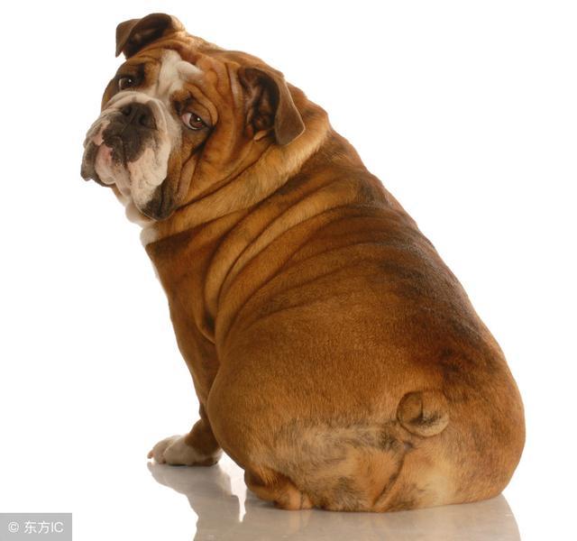 狗狗太胖了怎么办,狗狗太胖怎么减肥最有效的方法,狗狗体重不达标怎么办？