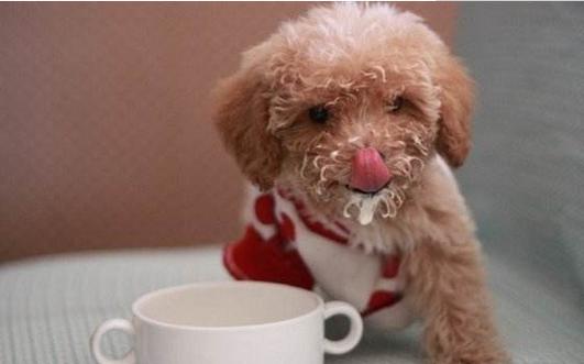 狗狗可以吃酸奶吗,泰迪狗狗可以吃酸奶吗,小狗可以喝酸奶吗？