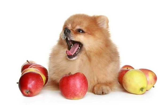 狗狗都可以吃什么,狗狗都可以吃什么水果,狗狗感冒能吃什么食物？