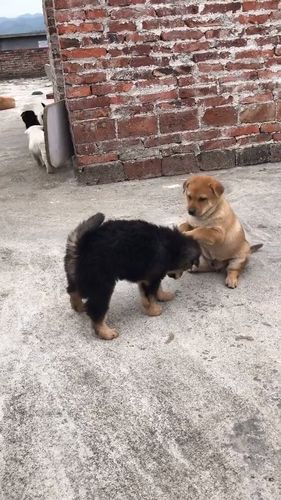 两只狗狗打架怎么办,两只狗狗打架怎么办视频,两个亲兄弟狗狗为什么老是打架？