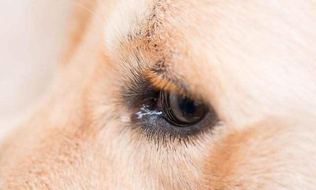 狗狗泪痕重,狗狗泪痕重是什么原因,泪痕对狗狗有啥影响吗，泪痕影响狗狗的健康吗？