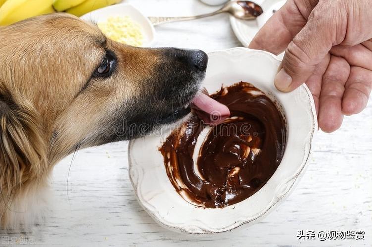 狗狗能吃巧克力,狗狗能吃巧克力吗,为什么不能给狗狗吃巧克力？