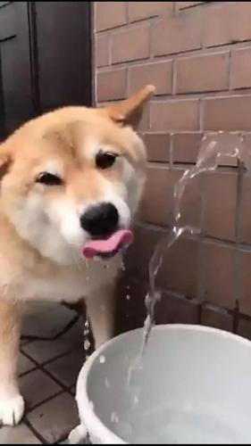 狗狗只喝水不吃饭,狗狗只喝水不吃饭是怎么回事,柴犬不吃饭只喝水怎么办？