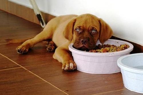 狗狗突然不吃东西,狗狗突然不吃东西了是什么原因,狗狗今天早上不吃东西了，为什么？