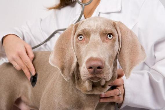 狗狗有细菌吗,狗狗有细菌吗会传染给人吗,狗狗身上都有什么病菌？