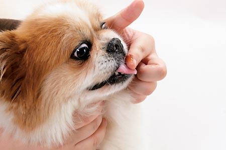 如何喂狗狗吃药,如何喂狗狗吃药片,肠虫清给狗吃怎么吃？