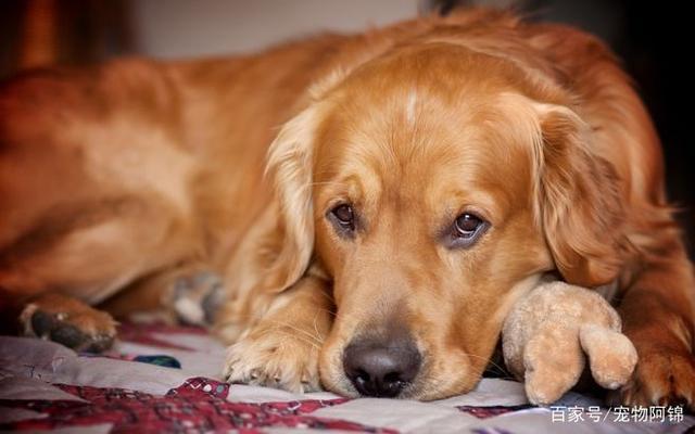 怎么判断狗狗生病,怎么判断狗狗生病了没,如何判断狗狗是不是快死了？