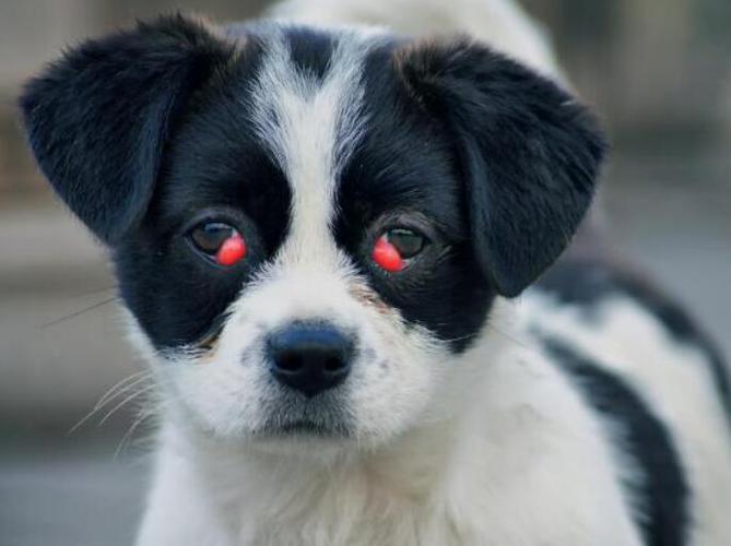 狗狗樱桃眼,狗狗樱桃眼怎么治疗,狗眼镜长了个瘤子。“樱桃眼”有宠物医院能做这种手术吗？