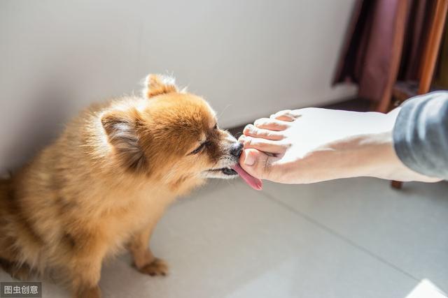 狗狗喜欢咬手怎么办,幼犬一摸就张嘴想咬人,如何改掉狗狗轻轻咬人手指的问题？