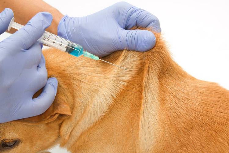狗狗一般打什么疫苗,狗狗一般打什么疫苗多少钱,狗狗打哪种疫苗好？