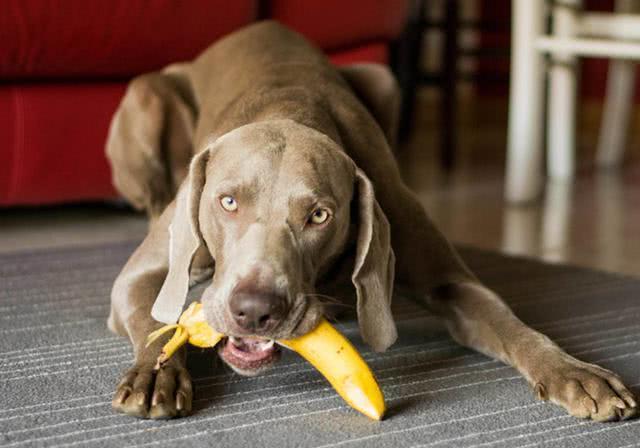 狗狗能吃香蕉,狗狗能吃香蕉不,狗狗可以吃香蕉干吗？