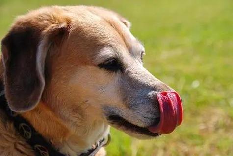狗狗口水多,狗狗口水多是什么原因,狗狗不停咽口水是怎么回事？