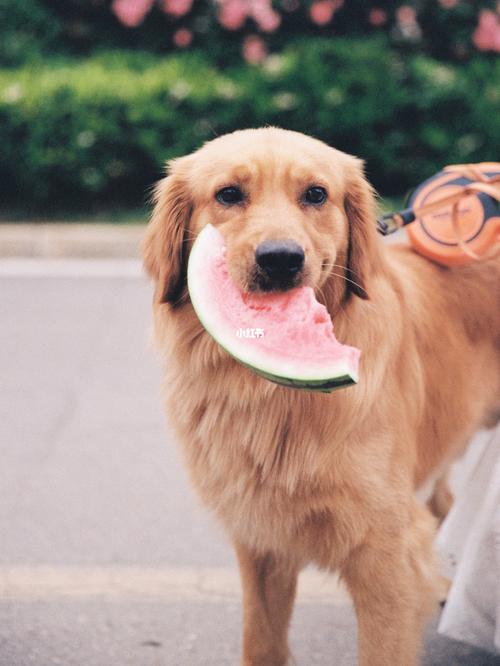 狗狗适合吃什么水果,狗狗适合吃什么水果蔬菜,金毛可以吃哪些水果？