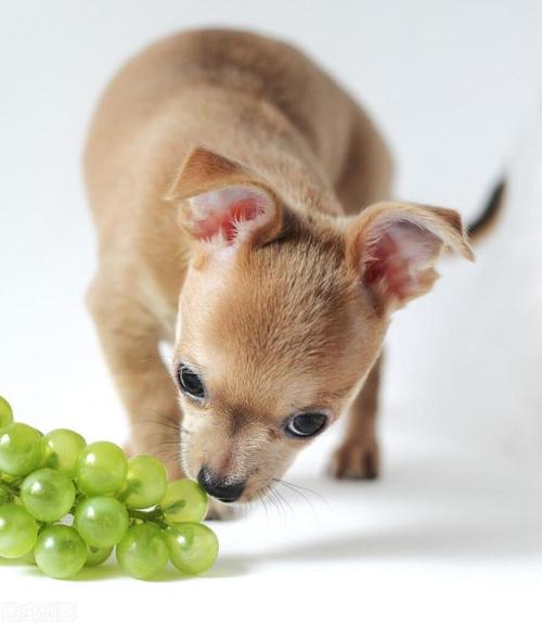 狗狗能吃葡萄吗,狗狗能吃葡萄吗?,喂食葡萄可以给狗带来哪些健康问题？
