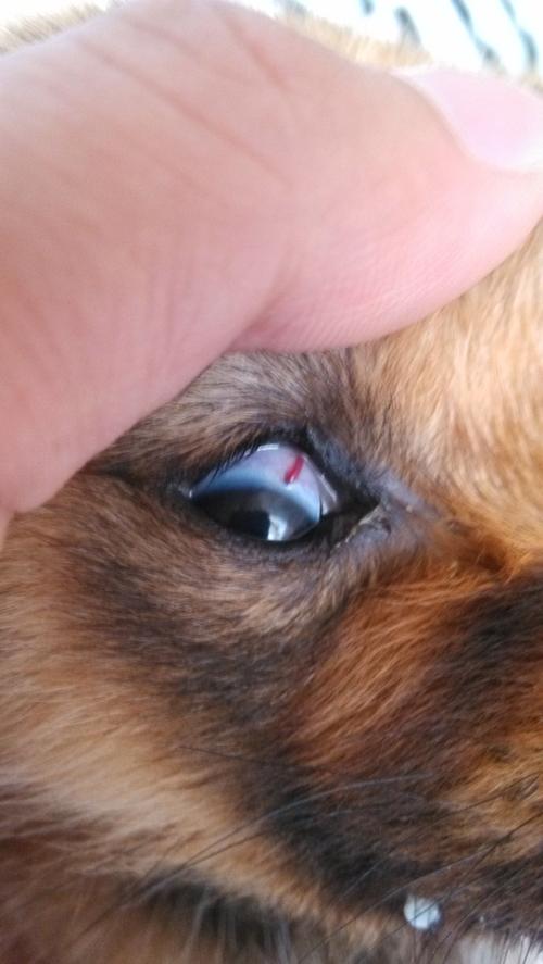 狗狗眼睛红血丝,狗狗眼睛红血丝是什么原因,狗狗眼睛里有红血丝总是流水怎么办？