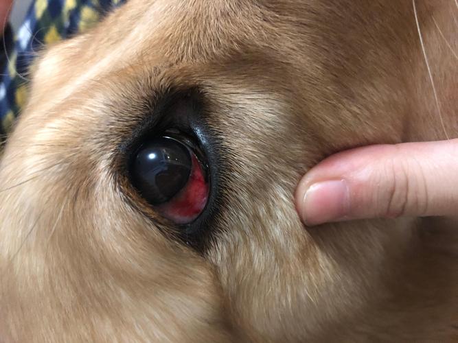 狗狗眼睛红是怎么回事,夏天狗狗眼睛红是怎么回事,狗狗眼珠子发红是什么原因？