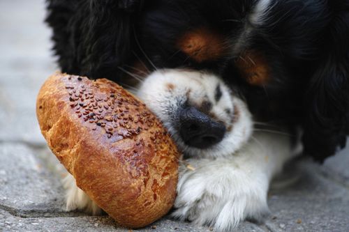 狗狗吃面包吗,狗狗吃面包吗?,幼犬能吃面包吗？