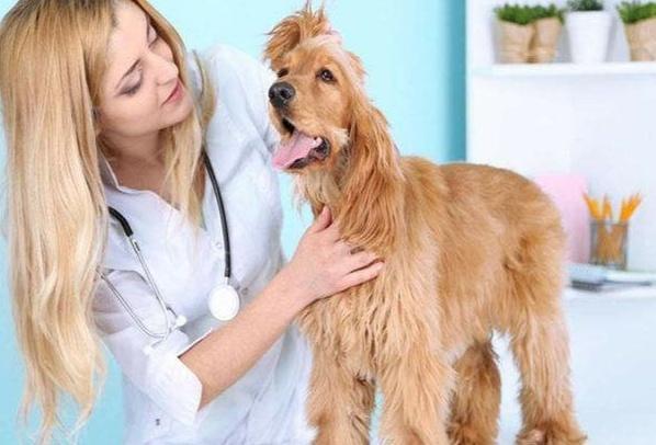 狗狗脊髓炎,狗狗脊髓炎的症状和治疗,狗狗突然后腿无力走路不稳？