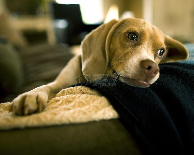 狗狗在家无聊怎么办,狗狗在家无聊怎么办?,为什么一回家狗就特别躁动？