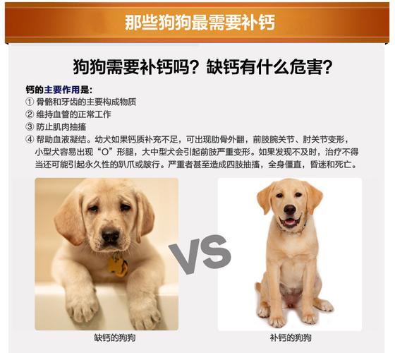 狗狗可以吃钙片吗,两个月的狗狗可以吃钙片吗,狗狗吃钙片吃多了会怎么样？
