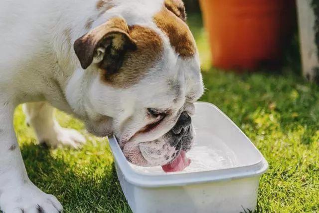 狗狗喝很多水,狗狗喝很多水是怎么回事,我家狗狗喝水频繁排尿少怎么回事呢？