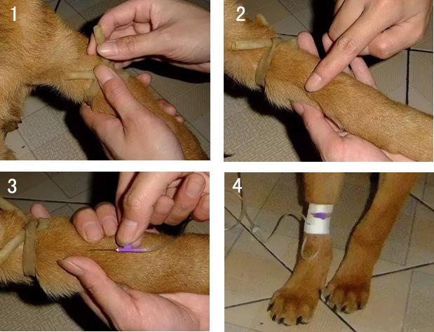 狗狗肌肉注射,狗狗肌肉注射打哪个部位图解,给金毛打针，打哪个位置？
