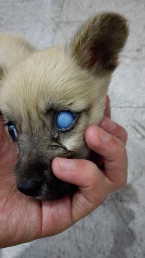 狗狗眼睛发白,狗狗眼睛发白怎么回事,狗狗的眼睛突然变成白色看不见了？
