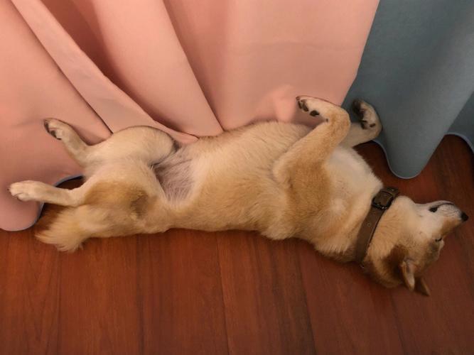 狗狗睡觉的姿势,狗狗睡觉的姿势代表什么意思,为什么狗子睡着睡着就侧躺？