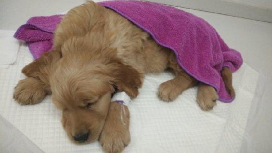 狗狗急性肠炎,狗狗急性肠炎的症状表现有哪些,刚满月的小狗得急性肠胃炎怎么办？