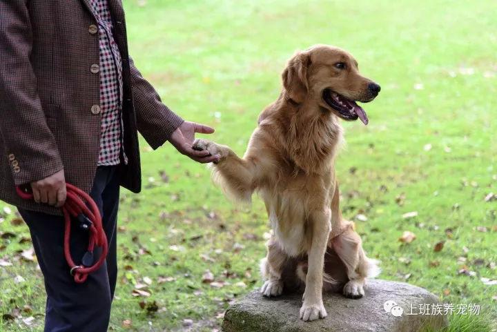 怎么让狗狗学会握手,怎么让狗狗学会握手?,拉布拉多如何训练握手？