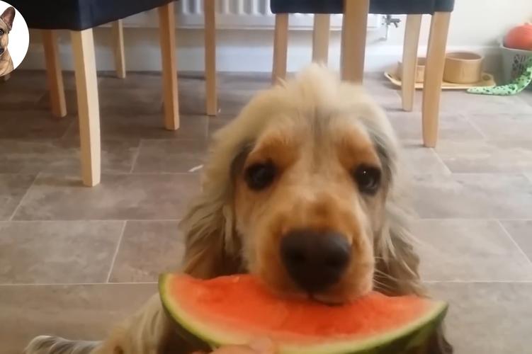 狗狗可以吃西瓜吗,狗狗可以吃西瓜吗吃了会怎么样,50天的小狗能吃西瓜吗？
